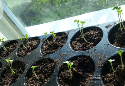 Como plantar sementes de forma correta