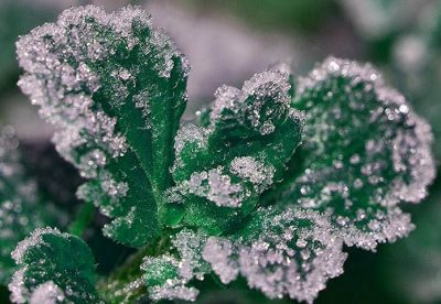 Saiba como proteger as plantas do frio (principalmente geadas)