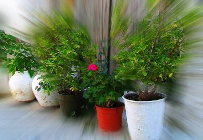 Como plantar em vasos de forma correta