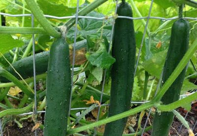 Pepinos: aprenda como plantar e cuidar; desde a semente até a colheita