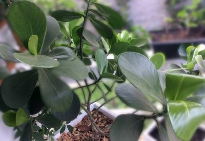 Como cultivar Clusia; planta que vai bem dentro e fora de casa