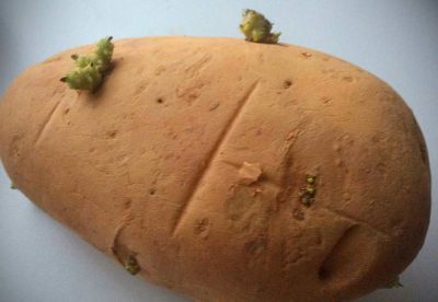 Como plantar Batatas em casa