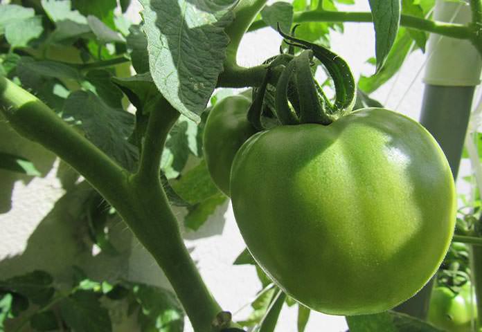 Como plantar e cultivar tomates [Guia Completo]