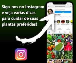 Instagram Adoro Plantas