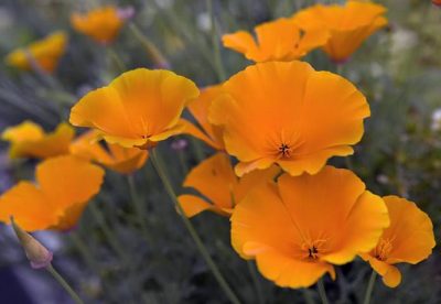 Papoula: como plantar e cultivar