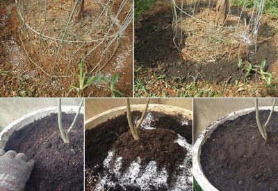 Adubação orgânica e química: Guia completo de como e quando adubar as plantas