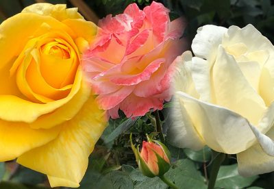 Roseiras: Como cuidar, fazer mudas e ter rosas sempre